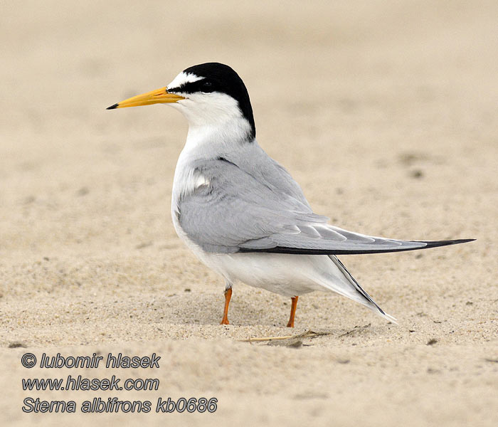 Sterna albifrons Little Tern