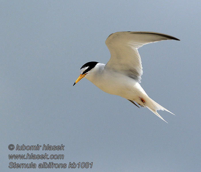 Little Tern Sterna albifrons