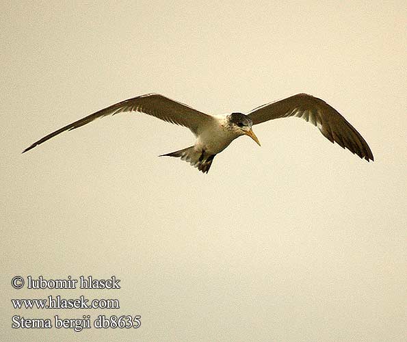 Sterna bergii Great Crested Tern Bergiusterne Töyhtötiira Sterne huppée Geelsnavelstern Grote Kuifstern Sterna di Bergius üstökös csér Eilseeschwalbe Rybitwa złotodzioba Rybár rýchly Rybák chocholatý Charrán Piquigualdo Tofstärna Thalasseus Swift Terns Hinduterne 大凤头燕鸥 큰제비갈매기 Geelbekseeswael שחפית צהובת־מקור