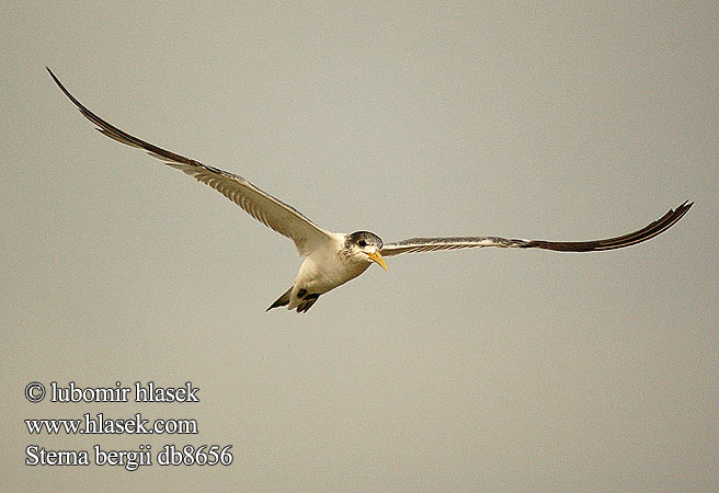 üstökös csér Eilseeschwalbe Rybitwa złotodzioba Rybár rýchly Rybák chocholatý Charrán Piquigualdo Tofstärna Thalasseus Swift Terns Hinduterne 大凤头燕鸥 큰제비갈매기 Geelbekseeswael שחפית צהובת־מקור Sterna bergii Great Crested Tern Bergiusterne Töyhtötiira Sterne huppée Geelsnavelstern Grote Kuifstern Sterna Bergius