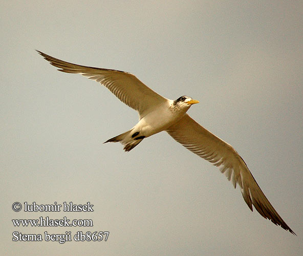 Rybák chocholatý Charrán Piquigualdo Tofstärna Thalasseus Swift Terns Hinduterne 大凤头燕鸥 큰제비갈매기 Geelbekseeswael שחפית צהובת־מקור Sterna bergii Great Crested Tern Bergiusterne Töyhtötiira Sterne huppée Geelsnavelstern Grote Kuifstern Sterna Bergius üstökös csér Eilseeschwalbe Rybitwa złotodzioba Rybár rýchly