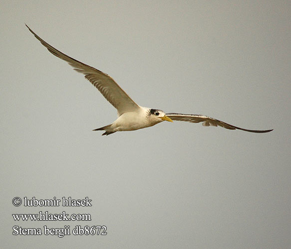 Swift Terns Hinduterne 大凤头燕鸥 큰제비갈매기 Geelbekseeswael שחפית צהובת־מקור Sterna bergii Great Crested Tern Bergiusterne Töyhtötiira Sterne huppée Geelsnavelstern Grote Kuifstern Sterna Bergius üstökös csér Eilseeschwalbe Rybitwa złotodzioba Rybár rýchly Rybák chocholatý Charrán Piquigualdo Tofstärna Thalasseus