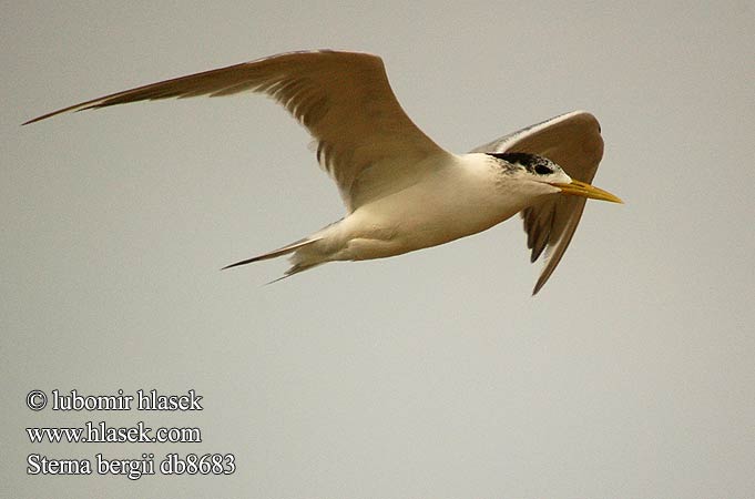 שחפית צהובת־מקור Sterna bergii Great Crested Tern Bergiusterne Töyhtötiira Sterne huppée Geelsnavelstern Grote Kuifstern Sterna Bergius üstökös csér Eilseeschwalbe Rybitwa złotodzioba Rybár rýchly Rybák chocholatý Charrán Piquigualdo Tofstärna ThalasseusSwift Terns Hinduterne 大凤头燕鸥 큰제비갈매기 Geelbekseeswael