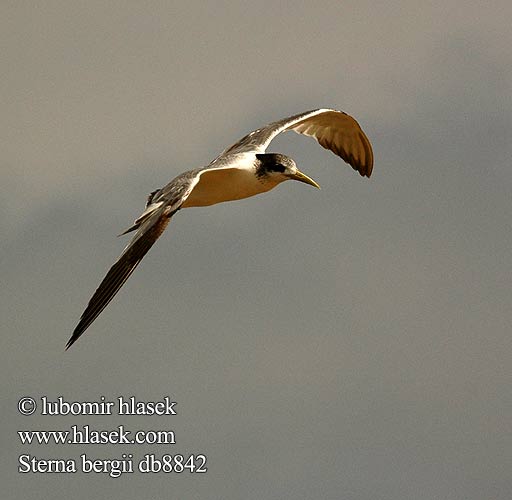 Sterna Bergius üstökös csér Eilseeschwalbe Rybitwa złotodzioba Rybár rýchly Rybák chocholatý Charrán Piquigualdo Tofstärna ThalasseusSwift Terns Hinduterne 大凤头燕鸥 큰제비갈매기 Geelbekseeswael שחפית צהובת־מקור Sterna bergii Great Crested Tern Bergiusterne Töyhtötiira Sterne huppée Geelsnavelstern Grote Kuifstern