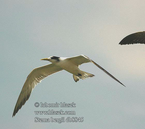 Rybár rýchly Rybák chocholatý Charrán Piquigualdo Tofstärna ThalasseusSwift Terns Hinduterne 大凤头燕鸥 큰제비갈매기 Geelbekseeswael שחפית צהובת־מקור Sterna bergii Great Crested Tern Bergiusterne Töyhtötiira Sterne huppée Geelsnavelstern Grote Kuifstern Sterna Bergius üstökös csér Eilseeschwalbe Rybitwa złotodzioba