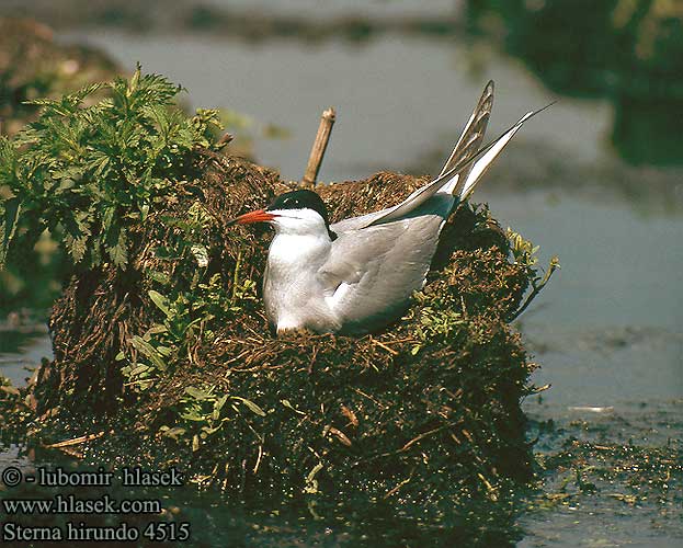 Sterna hirundo Common Tern Flußseeschwalbe Sterne pierregarin