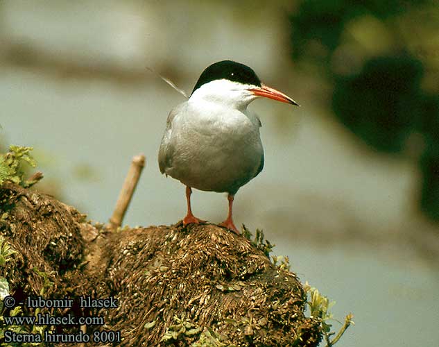 Sterna hirundo 8001