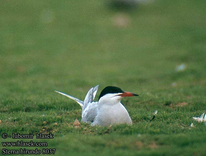 Sterna hirundo 8037