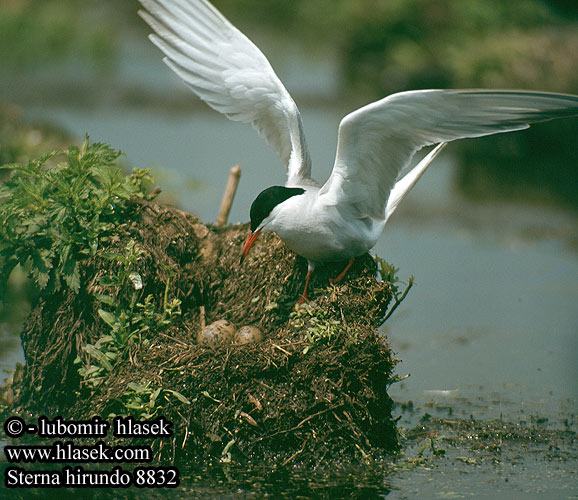 Sterna hirundo 8832