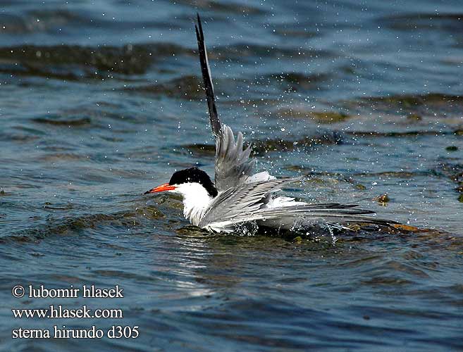 Sterna hirundo d305