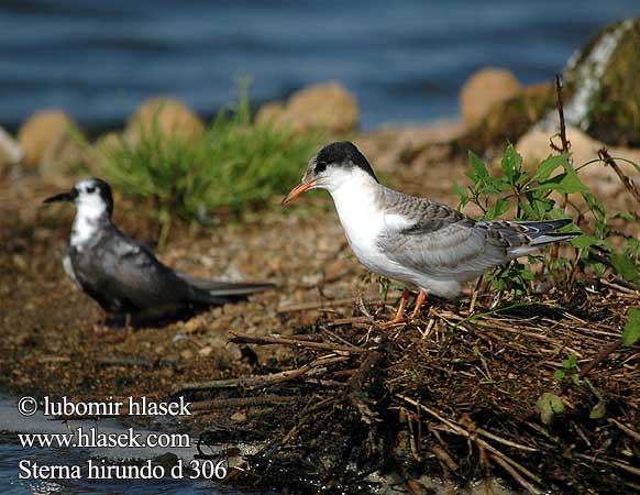 Sterna hirundo d306