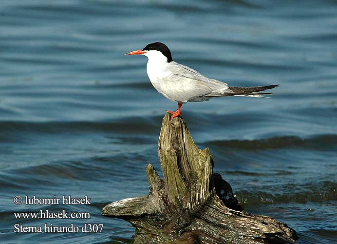 Sterna hirundo d307