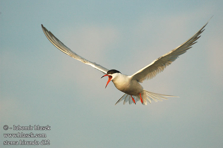 Sterna hirundo d32