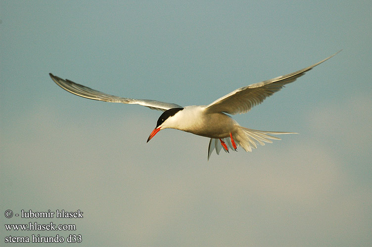 Sterna hirundo d33