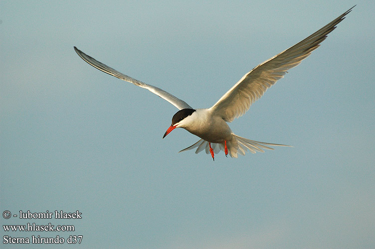 Sterna hirundo d37