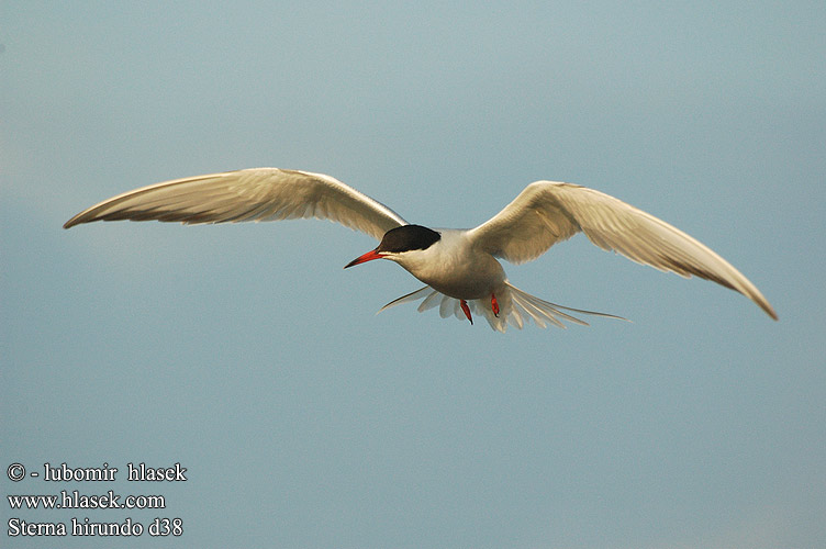 Sterna hirundo d38