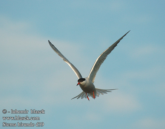 Sterna hirundo d39