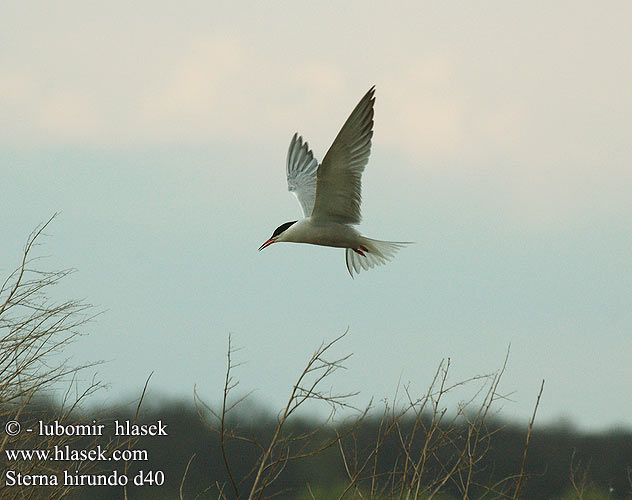 Sterna hirundo d40