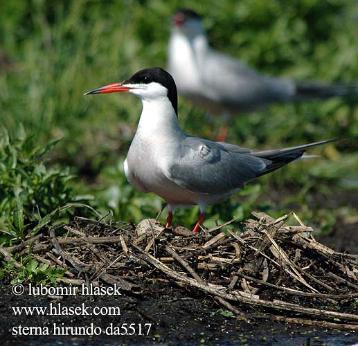 Sterna hirundo da5517