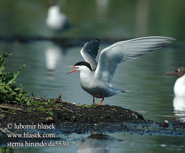 Sterna hirundo da5530