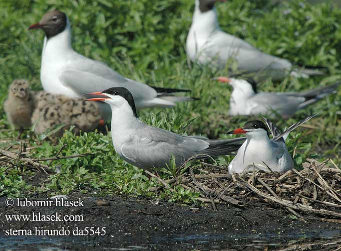 Sterna hirundo da5545