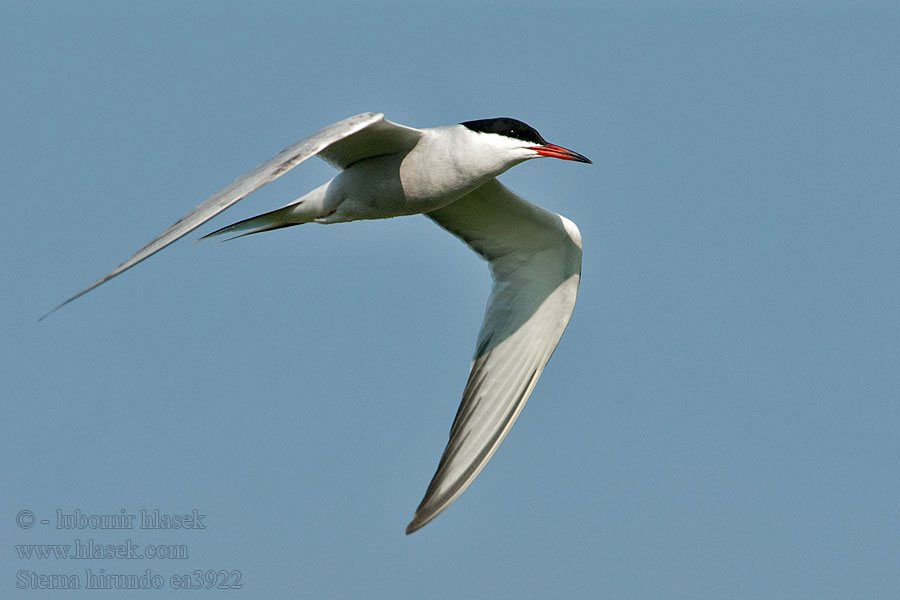 Sterna hirundo