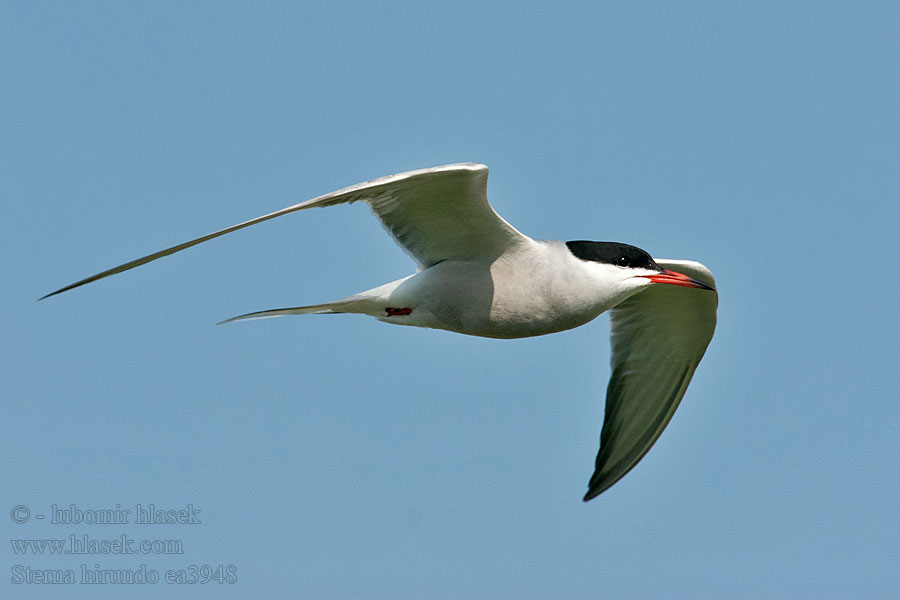 Sterna hirundo