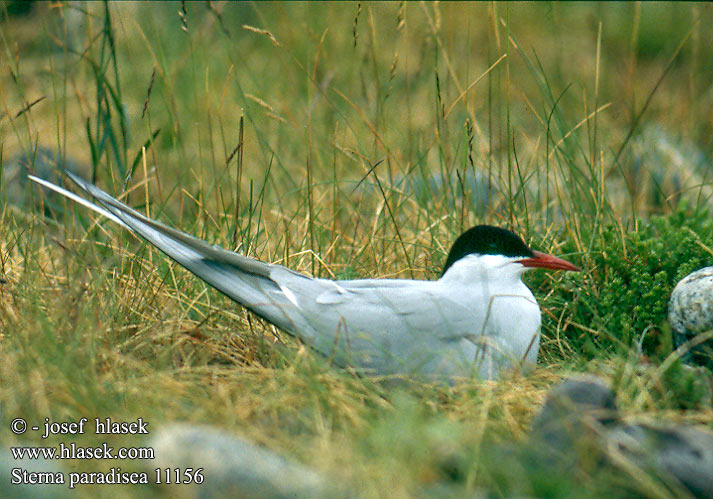 Sterna paradisaea Arctic Tern Küstenseeschwalbe Sterne arctique Charrán Artico Rybák dlouhoocasý Havterne Noordse Stern Lapintiira Sterna codalunga Rødnebbterne Silvertärna Rybár dlhochvostý Randtiir Крачка полярная Rybitwa popielata Sarki csér Mazais zīriņš Полярная крачка キョクアジサシ الخرشنة القطبية Χιονογλάρονο Andorinha-do-mar-árctica Полярний крячок Arktiese Seeswael