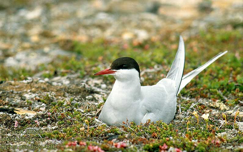 Sterna paradisaea 4502