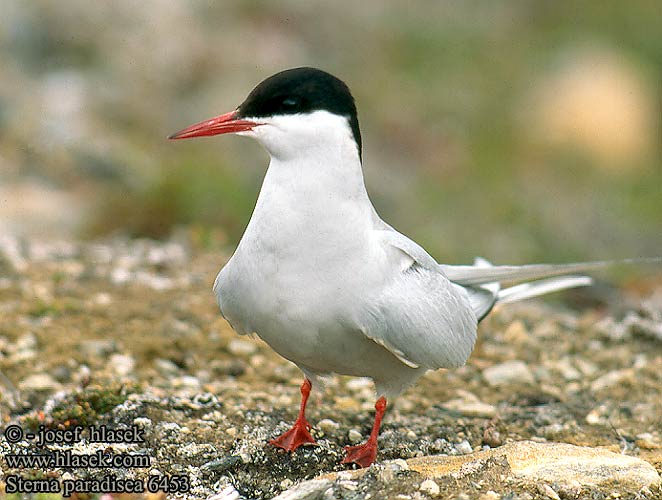 Полярний крячок Arktiese Seeswael Sterna paradisaea Arctic Tern Küstenseeschwalbe Sterne arctique Charrán Artico Rybák dlouhoocasý Havterne Noordse Stern Lapintiira Sterna codalunga Rødnebbterne Silvertärna Rybár dlhochvostý Randtiir Крачка полярная Rybitwa popielata Sarki csér Mazais zīriņš Полярная крачка キョクアジサシ الخرشنة القطبية Χιονογλάρονο Andorinha-do-mar-árctica