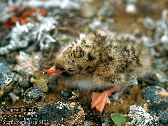 Küstenseeschwalbe Sterne arctique Charrán Artico Rybák dlouhoocasý Havterne Noordse Stern Lapintiira Sterna codalunga Rødnebbterne Silvertärna Rybár dlhochvostý Randtiir Крачка полярная Rybitwa popielata Sarki csér Mazais zīriņš Полярная крачка キョクアジサシ الخرشنة القطبية Χιονογλάρονο Andorinha-do-mar-árctica Полярний крячок Arktiese Seeswael Sterna paradisaea Arctic Tern