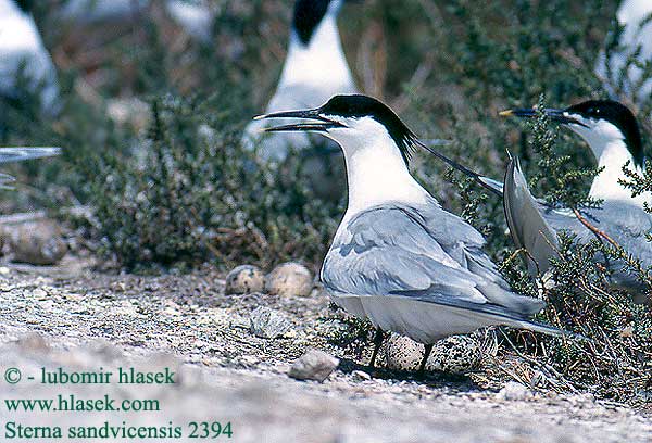 Sterna sandvicensis Sandwich Tern Brandseeschwalbe Sterne caugek Charrán Patinegro Rybák severní Splitterne Grote Stern Riuttatiira Beccapesci Splitterne Kentsk tärna Rybitwa czubata Крачка пестроносая Kenti csér Rybár sivý Dzeltenknābja zīriņš Garajau-comum Tutt-tiir Velika čigra Χειμωνογλάρονο サンドイッチアジサシ خرشنة الساندويش Garajau-comum Рябодзьобий крячок Grootsterretjie