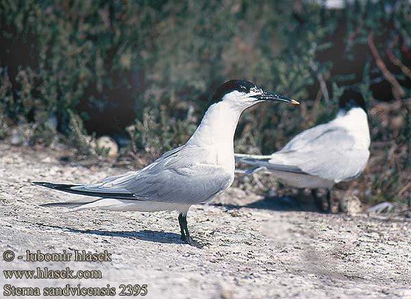 Sterna sandvicensis 2395