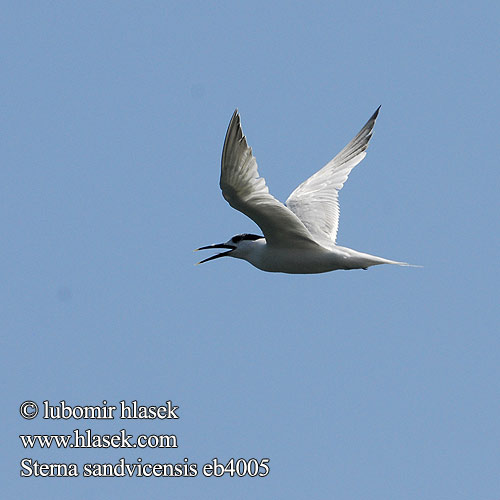 Sterna sandvicensis Sandwich Tern Brandseeschwalbe Sterne caugek Charrán Patinegro Rybák severní Splitterne Grote Stern Riuttatiira Beccapesci Splitterne Kentsk tärna Rybitwa czubata Крачка пестроносая Kenti csér Rybár sivý Dzeltenknābja zīriņš Garajau-comum Tutt-tiir velika čigra Χειμωνογλάρονο サンドイッチアジサシ خرشنة الساندويش Garajau-comum Рябодзьобий крячок Grootsterretjie