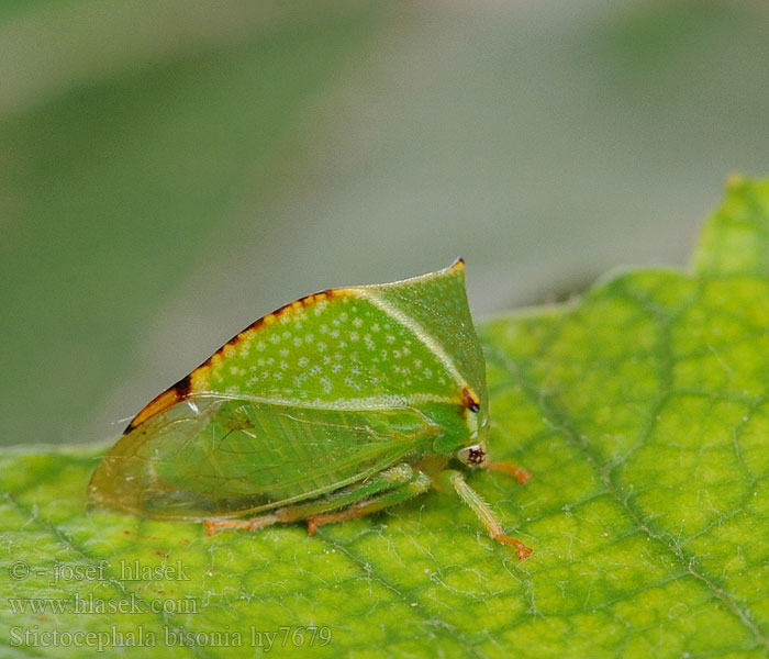 Stictocephala bisonia Ostnohřbetka ovocná