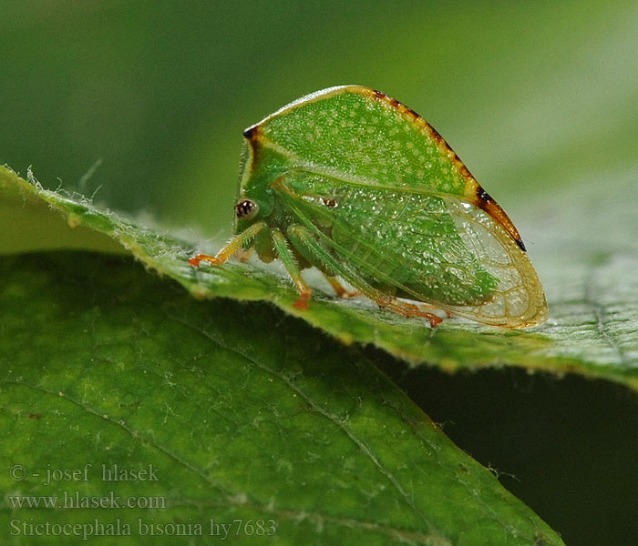 Stictocephala bisonia Büffelzikade