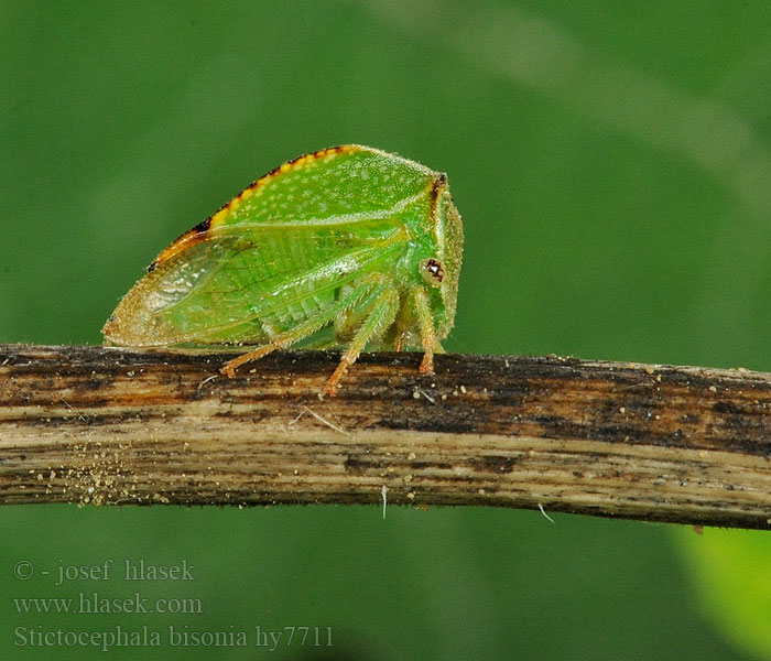 Stictocephala bisonia Bivalykabóca