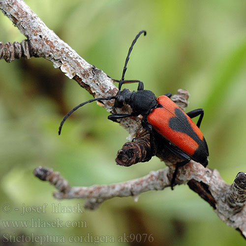 Stictoleptura cordigera Leptura Lepture cordigère porte-cœur Beherzter Halsbock