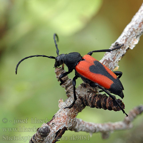 Lepture cordigère porte-cœur Beherzter Halsbock Stictoleptura cordigera Leptura