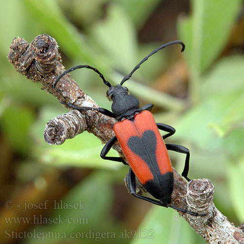 Beherzter Halsbock Stictoleptura cordigera Leptura Lepture cordigère porte-cœur