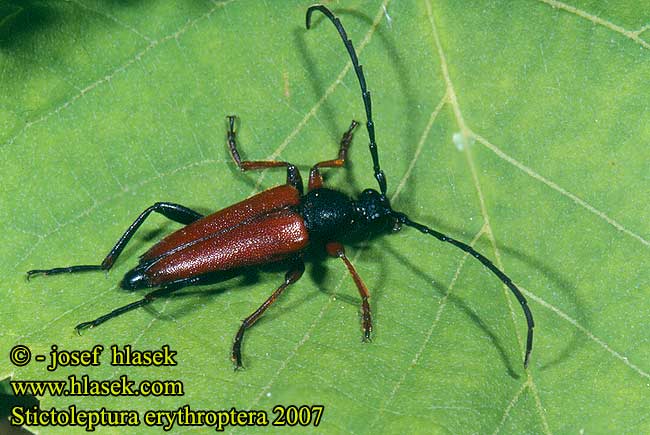 Stictoleptura erythroptera Leptura  rufipennis