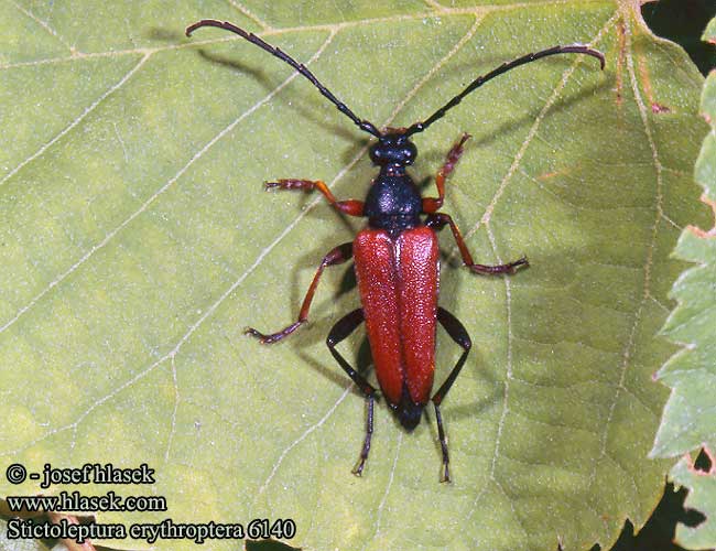 Stictoleptura erythroptera Leptura  rufipennis