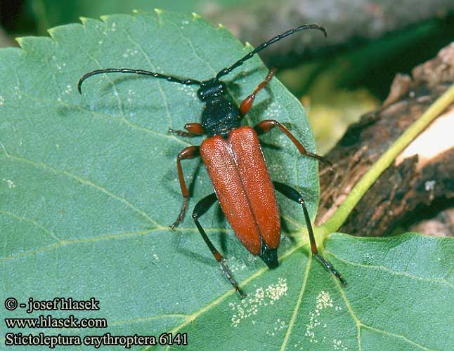 Stictoleptura erythroptera Leptura  rufipennis