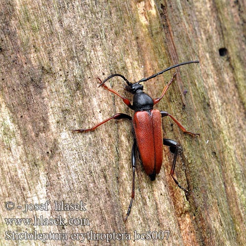 Stictoleptura erythroptera Leptura  rufipennis