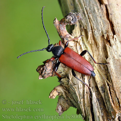 Stictoleptura erythroptera Leptura  rufipennis