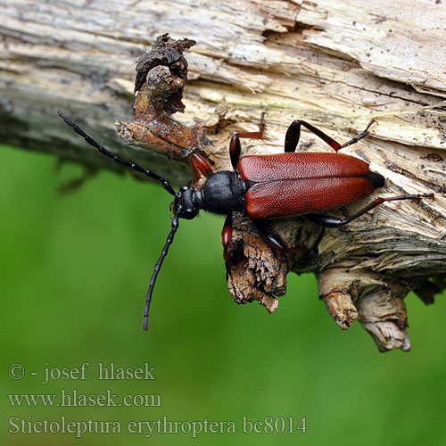 Stictoleptura erythroptera Leptura  rufipennis