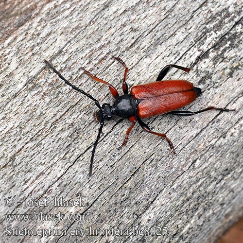 Stictoleptura erythroptera Leptura  rufipennis