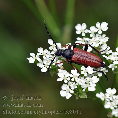 Stictoleptura erythroptera Leptura  rufipennis