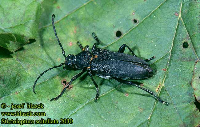 Stictoleptura scutellata 20