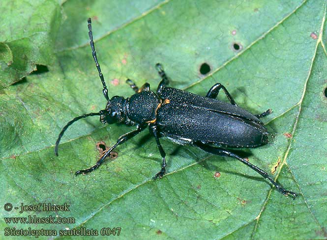 Stictoleptura scutellata 60